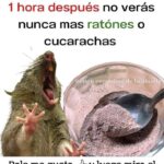 Elimina Ratones y Cucarachas con esta Mezcla Casera Eficaz
