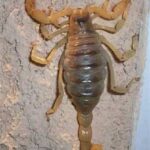 Significado de la Presencia del Alacrán en Tu Hogar