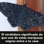 El Significado de la Visita de una Mariposa Negra en Tu Hogar