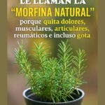 Romero la Morfina Natural para Aliviar Dolores Musculares y Articulares