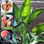 La hoja milagrosa del Kalanchoe y sus poderosos beneficios curativos