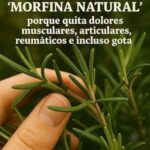 Descubre el Poder del Romero como Morfina Natural