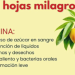 Infusión Natural de Hojas de Mango Guayaba y Guanábana para Mejorar tu Salud