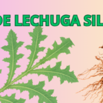Raíz de Lechuga Silvestre el Calmante Natural que Depura y Alivia el Cuerpo
