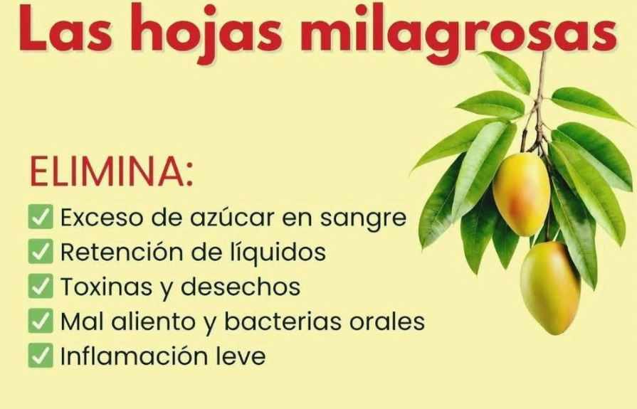 Hojas de mango mangos y té